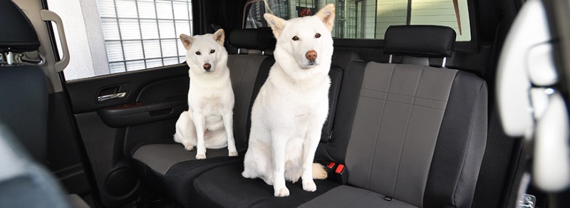 Cordura Seat Covers for Dogs