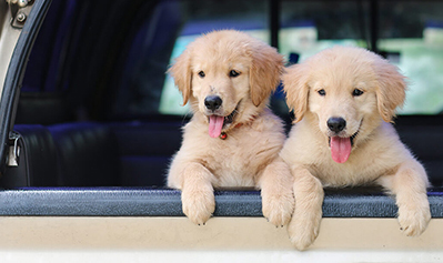 Puppies in a Car