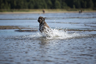 Seat Covers for Wet Dogs