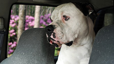 Seat Covers to Protect Your Car Seat from Drool