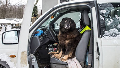 Protect Your Seats with Dog Seat Covers