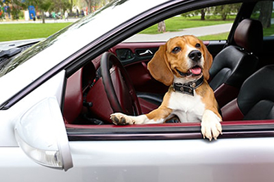 Protect Seats from Dogs with ShearComfort Seat Covers