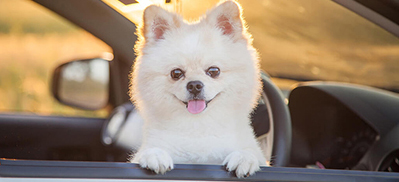 Tiny dog in car