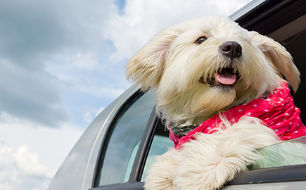 Custom Seat Covers for Pets Vs. Universal Dog Accessories