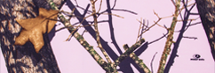 Mossy Oak Camo Pink
